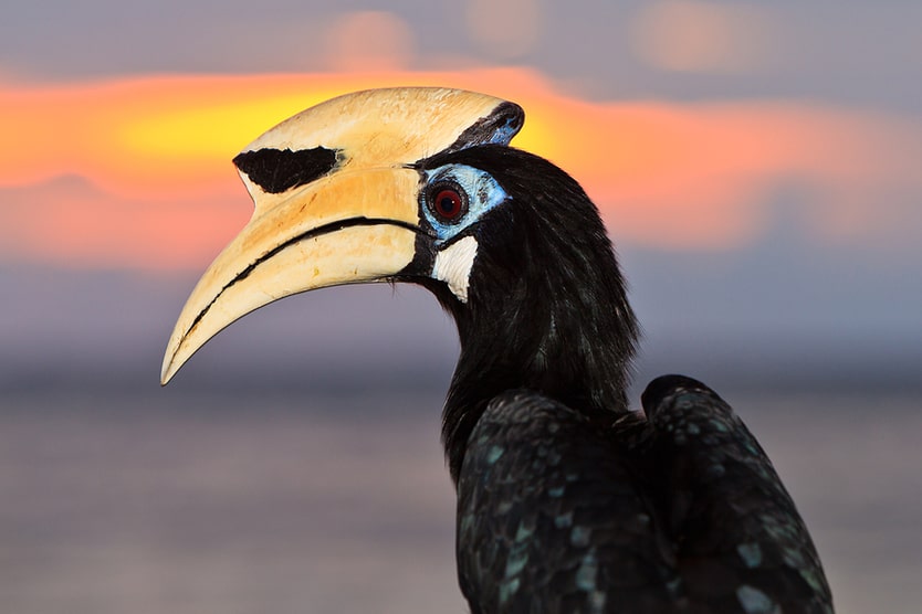 Palawan Hornbill bird watching El Nido