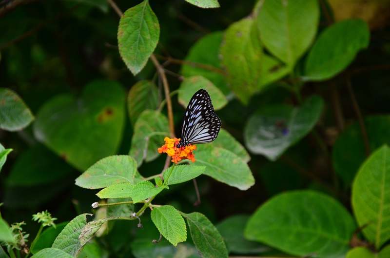 Siquijor Butterfly Sanctuary