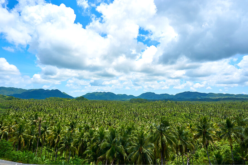 Sea of Coconut Palm Trees in Siargao